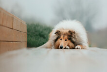 Ginger Orange Rough Collie Dog Portrait Autumn. Beautiful Fluffy Dog In A Foggy Morning. Rough Collie Dog Breed