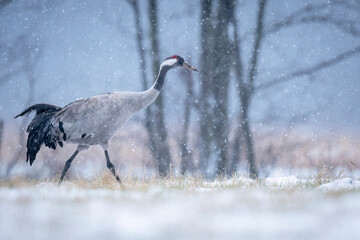 Poster - Crane bird in winter scenery ( Grus grus )