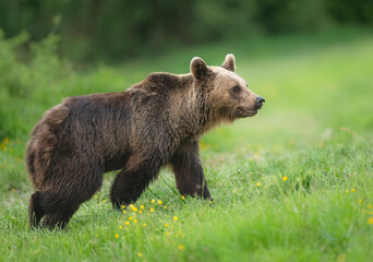 Wall Mural - Wild brown bear ( Ursus arctos )