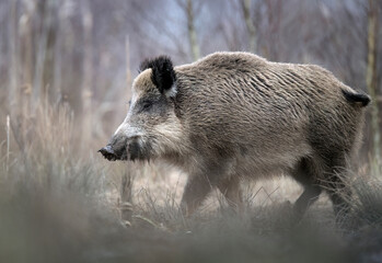 Wall Mural - Wild boar close up ( Sus scrofa )