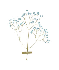 Wall Mural - Blue gypsophila isolated. Baby's breath plants, blooming flowers, isolated on white background. 