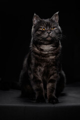 Wall Mural - Adorable scottish black tabby cat on black background.