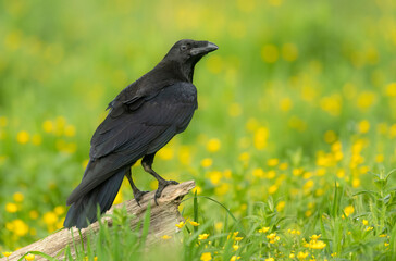 Raven bird ( Corvus corax ) close up