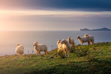 Herd Of Sheep On The Green Grass By The Sea Coast. Sardinia, Italy. Cloudy Sunset Sky