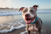 Funny Pitbull Smiling Happy In The Beach 