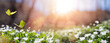 Easter spring background with forest meadow with white spring flowers and yellow butterflies on a sunny day. Easter morning