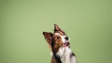 Funny Dog On A Green Background. Happy Border Collie In Studio Playing, Waving Its Paws, Following Commands