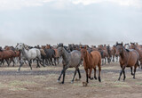 Fototapeta Do przedpokoju - herd of horses in the field