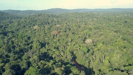 Wall Mural - Drone aerial view of Amazon rainforest beautiful trees in Amazonia National Park, primary forest of environmental conservation. Concept of ecology, environment, carbon credit, climate, nature.