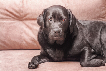 Sticker - A dog of the Labrador retriever breed lies on a beige sofa. Portrait of a black dog at home.