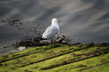 Wall Mural - A Seagull in the water