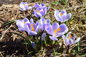 Wall Mural - Purple and white striped pickwick field crocus and bee. Beautiful floral background bokeh effect.