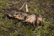 waldameisen fressen eine heuschrecke, formica poyctena