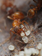 europäische feuerameise mit ameiseneiern und ameisenpuppen, myrmica rubra