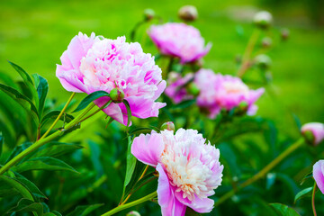 Fotomurales - Peony flowers in a summer garden, close up