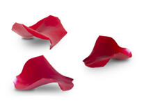 Set Of Red Rose Petals Isolated On White Background.
