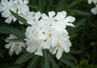 Floral. Closeup view of Nerium oleander flowers of white petals, blooming in the garden. 