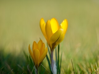 Wall Mural - Wild Crocus  Growing in Spring 