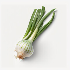 Chives, related to the onion. Chive bulbs are white and elongated and their leaves are green, long and cylindrical, like hollow tubes, inflated from the base. 3D Realistic organic illustration. On whi