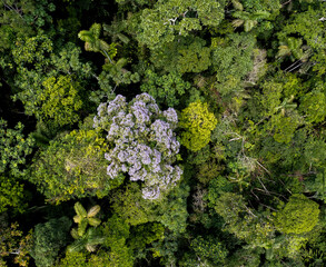 Wall Mural - Aerial top view of a tropical forest canopy, the tree canopy with a flowering arenillo tree, erisma uncinatum  and more