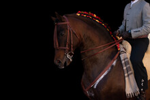 Chestnut Andalusian Horse And Horseman, Equestrian Portrait On A Black Background. Pure Spanish Thoroughbred For Equitation With Braided Mane Decorated With Bows.