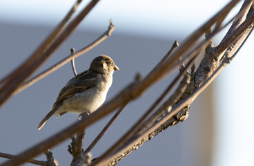 Sunset bird