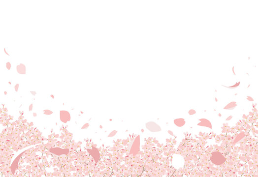桜　花びら舞う　上にコピースペース背景白