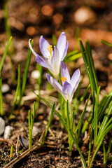 Sticker - crocus flowers in the garden