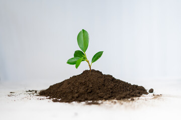 Canvas Print - Young plant in pile of humus soil isolated