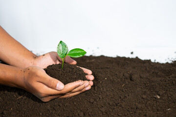 Canvas Print - Hands holding young plant seeds in fertile farmland