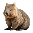 Animal Wombat Design Elements Isolated Transparent Background: Graphic Masterpiece, Clear Alpha Channel for Overlays Web Design, Digital Art, PNG Image Format (generative AI