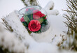 Red roses in a glass dome in the snow as a symbol of love. View from above. Valentine's Day concept.
