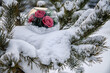 Red roses in a glass dome in the snow as a symbol of love. View from above. Valentine's Day concept.