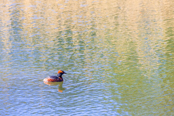 Canvas Print - Beautiful Horned grebe in a lake a sunny spring day