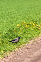 Wall Mural - Hooded crow by the roadside