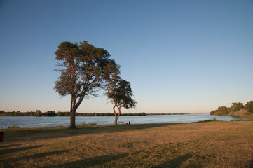 Two beautiful trees on the river bank at sunset