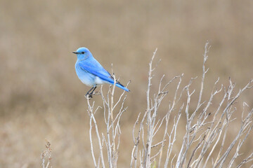 Wall Mural - mountain bluebird