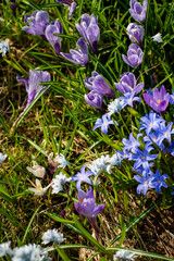 Sticker - spring flowers in the garden