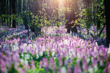 Photo Sur Toile - Spring glade in forest with flowering Corydalis cava in sunny day.