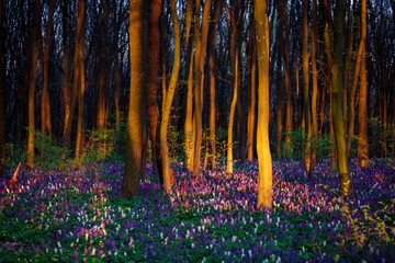Autocollant - Picturesque forest at sunset is covered with Corydalis cava flowers.