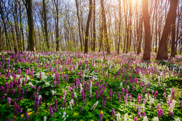 Autocollant - Picturesque spring glade in forest with flowering Corydalis cava.