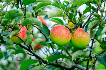 Wall Mural - Fresh apples grow on the tree in the orchard