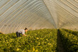 © Cavan Images - Farmer woman checking  fruits in a glasshouse