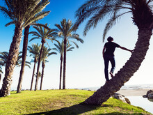 Man On A Palm Tree In Alamos Beach, Torremolinos, Malaga, Spain