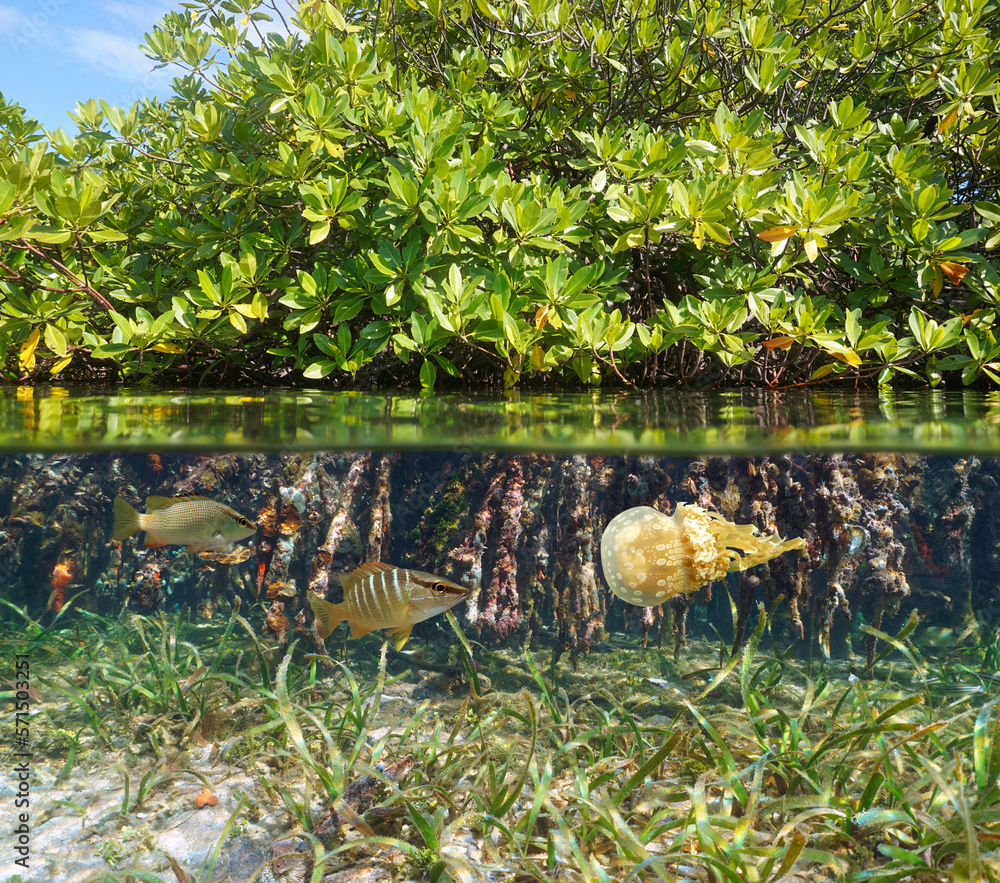 Mangrove habitat in the sea with marine life underwater, split view ...