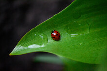 Ladybug Sitting On A Leaf After Rain