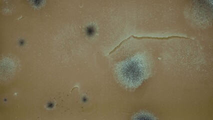 Canvas Print - Fungi and bacteria collected from mobile electronic surfaces