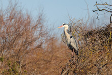 Grey Heron On The Lookout At The Edge Of A Pond, Camargue, France