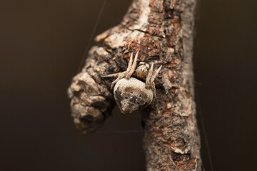 Orb weaver spider, Eriovixia laglaizei, Satara, Maharashtra