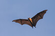Indian flying fox bat on the fly,  Pteropus, giganteus